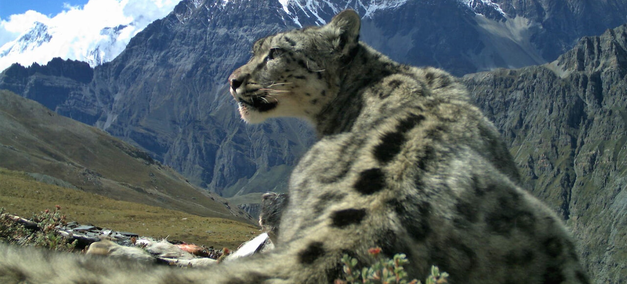 snow leopard