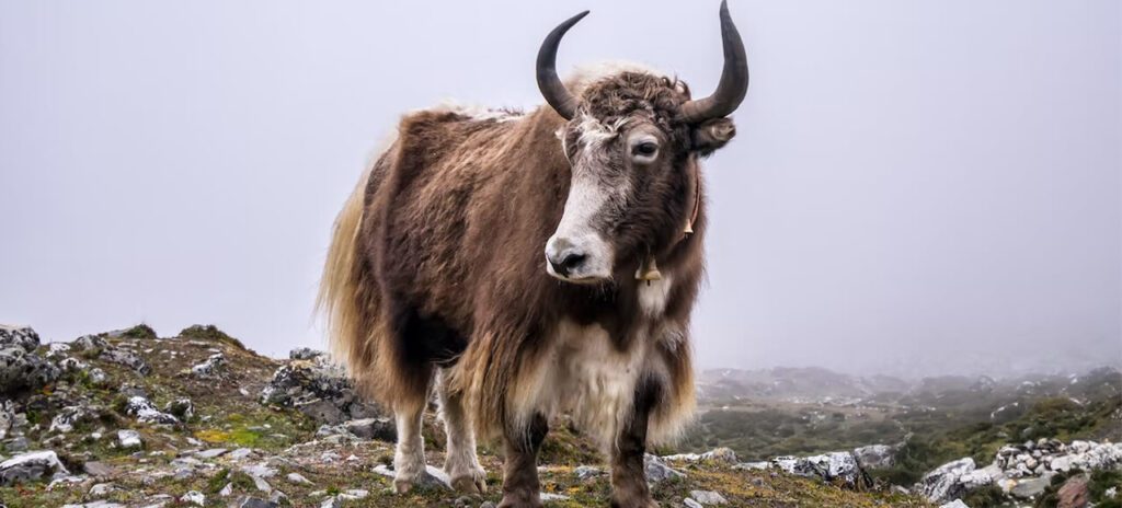 yak