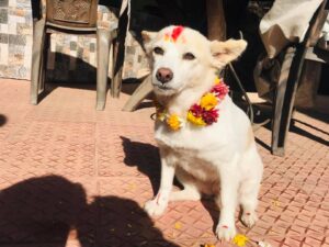 Dog at tihar celebration