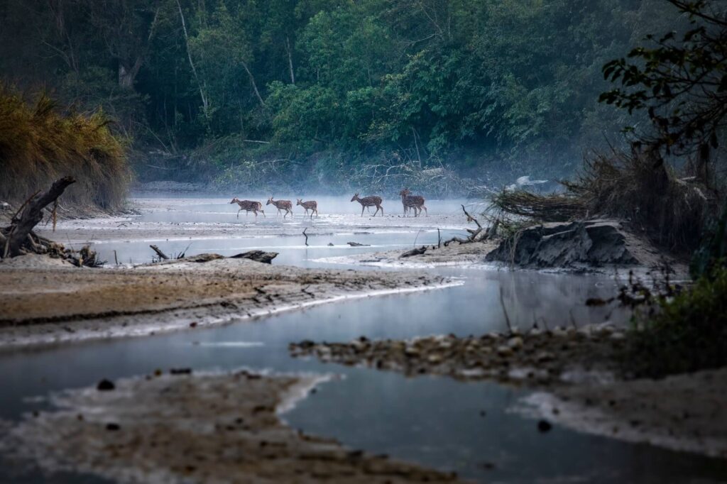 Bardia national park nepal Deer crossing river