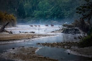 5-Day Bardiya National Park Wildlife Tour