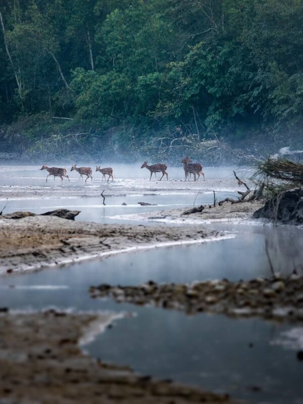 Bardia national park nepal Deer crossing river