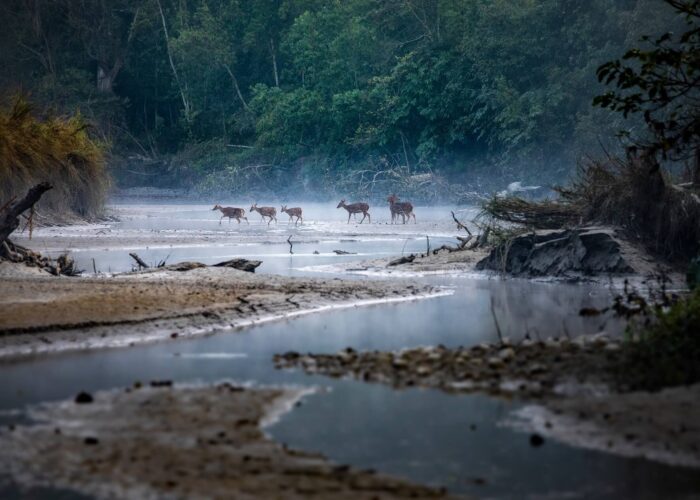 Bardia national park nepal Deer crossing river