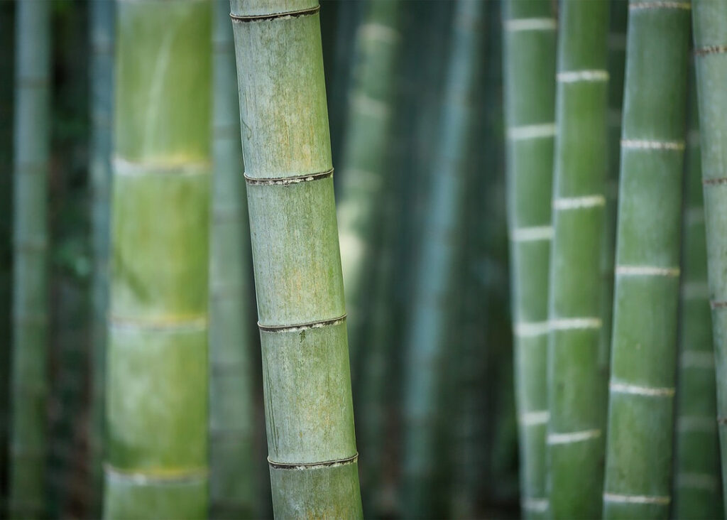 Bamboo Tree Nepal