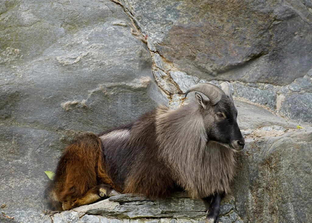 Himalaya Tahr