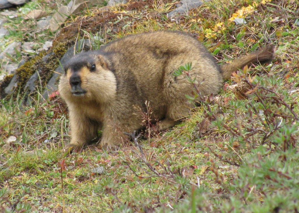 Himalayan Marmots