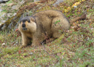 Himalayan Marmots