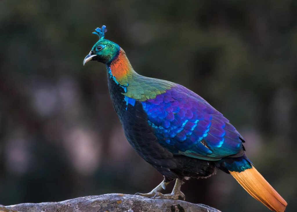 Himalayan Monal