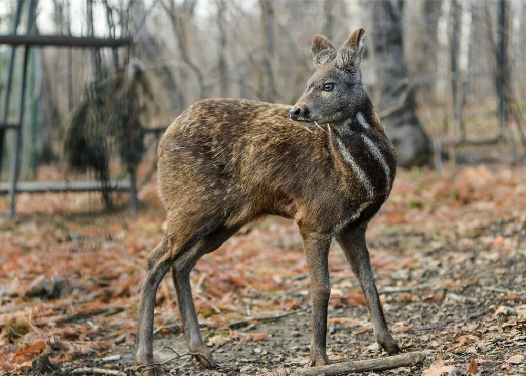 Musk Deer in Manaslu