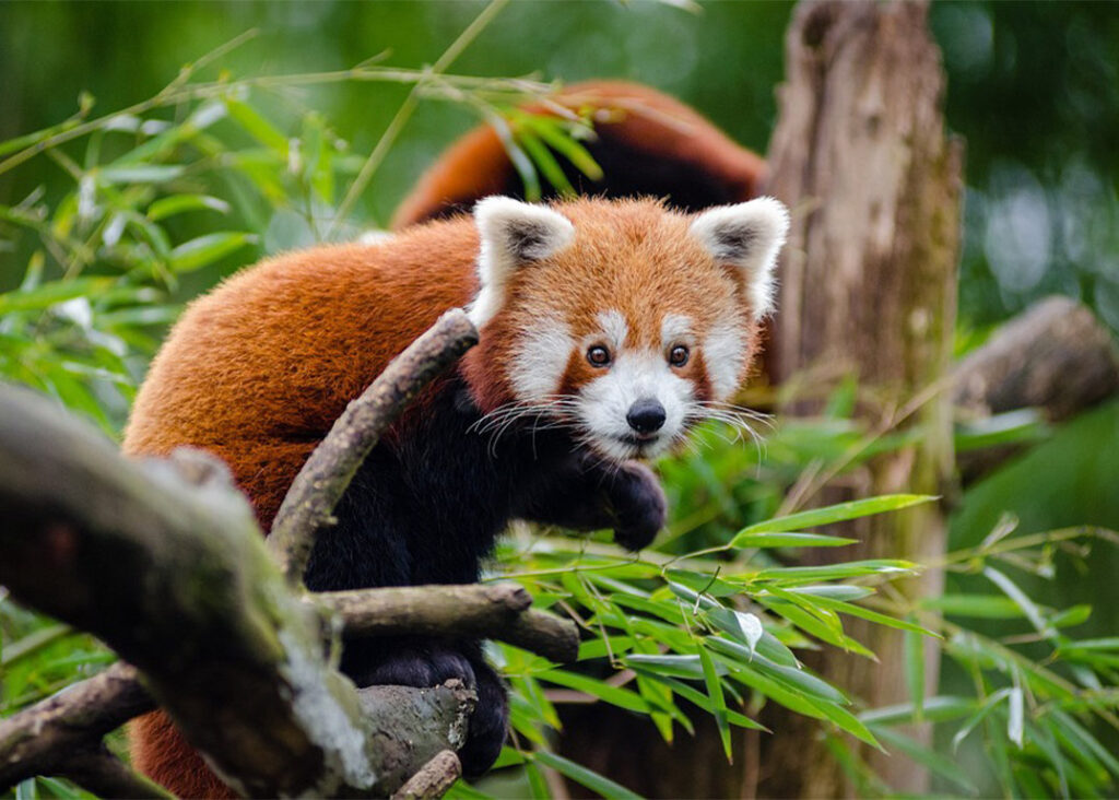 Nepal Red Panda