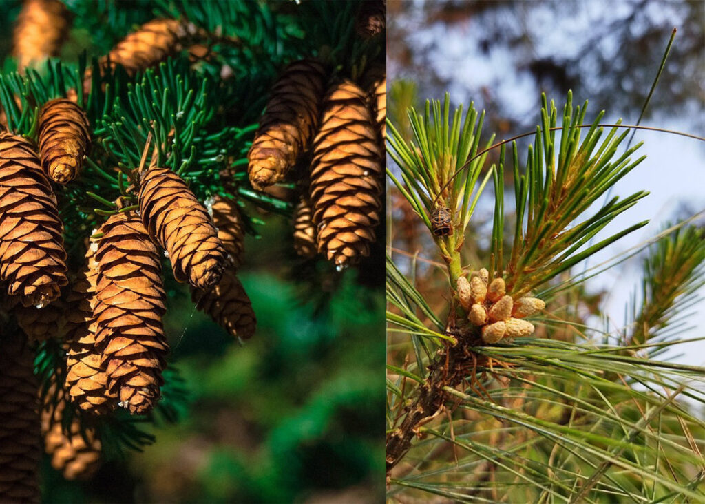 Pines in Manaslu