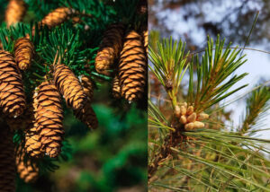 Pines in Manaslu