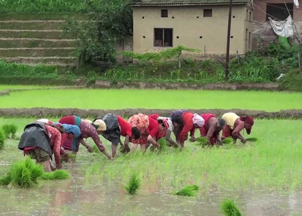 Rice Plantation