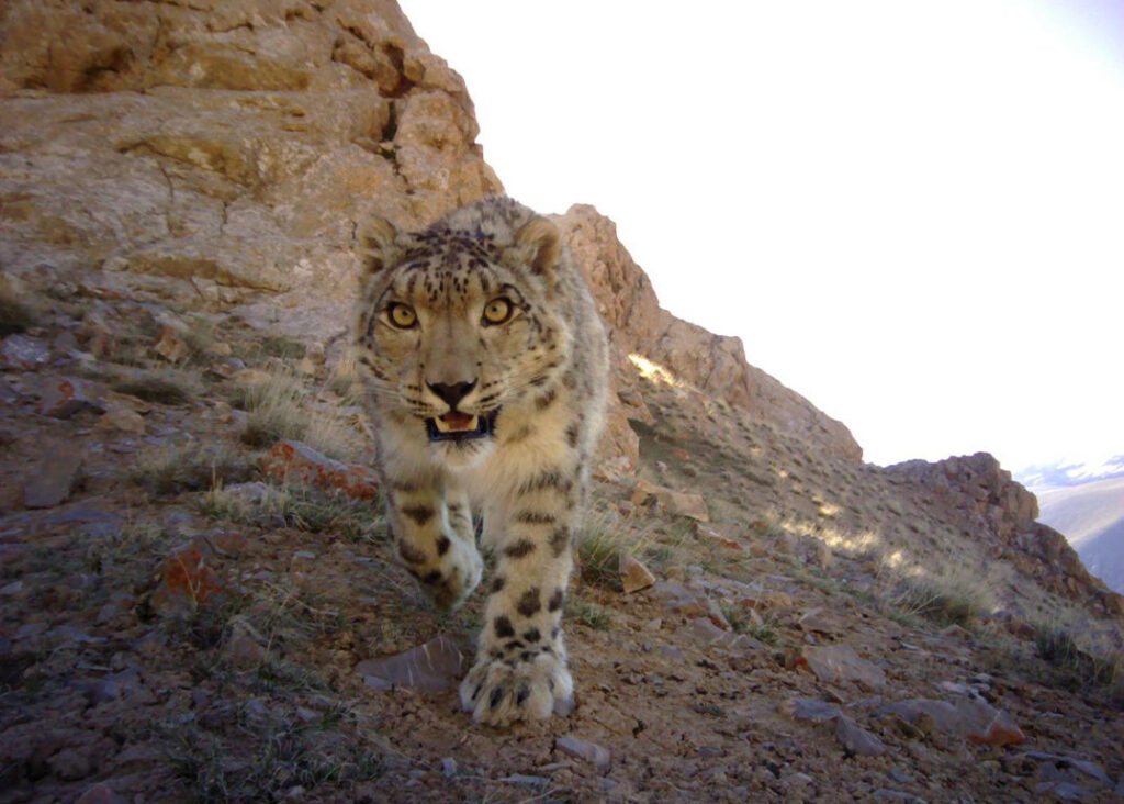 Snow Leopard in Manaslu