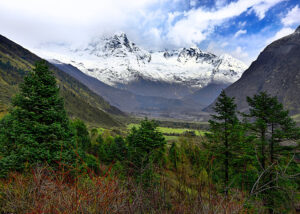 Alpine Meadows