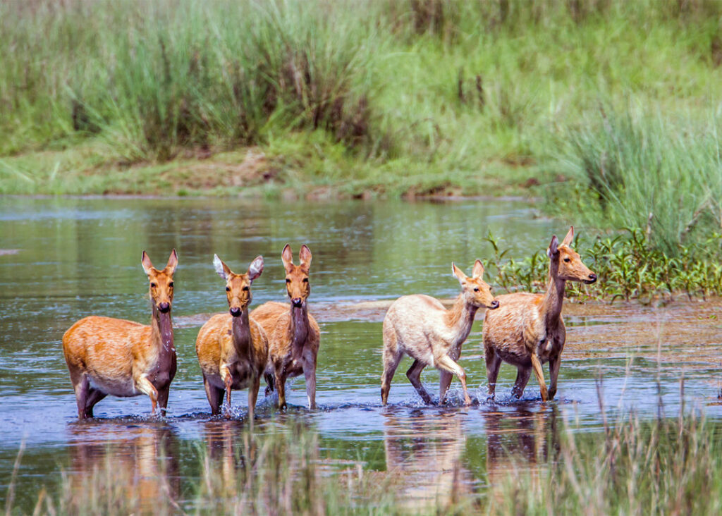 Bardiya National Park in Autumn