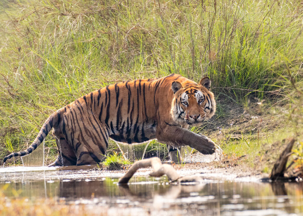 Bengal Tigers