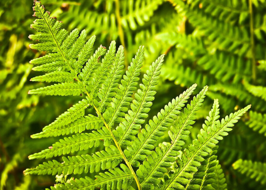 Ferns in Nepal
