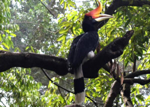 Great Hornbill