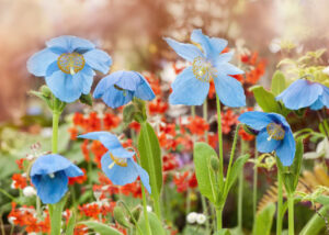 Himalayan Blue Poppy