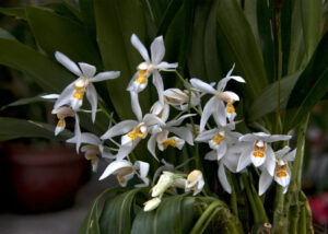 Himalayan Orchids