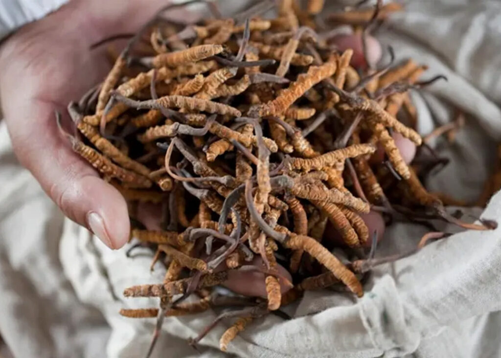 Medicinal Herbs Yarsagumba