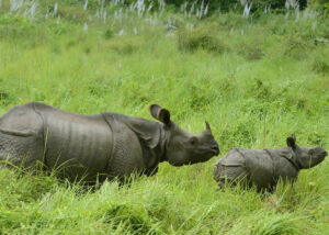 One Horned Rhino