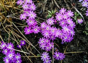 Primroses