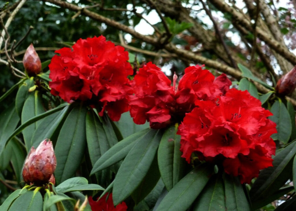 Rhododendron Flower