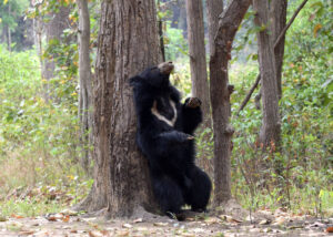Sloth Bear