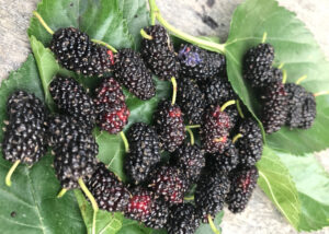 Wildberries Mulberry