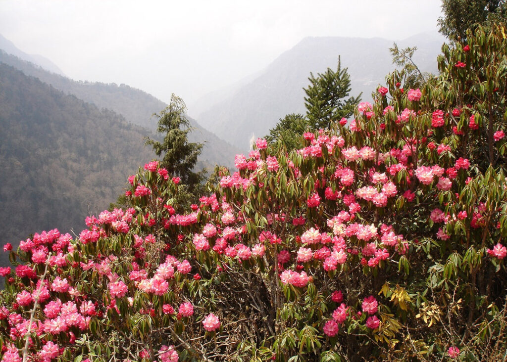 Khumbu Region in Spring