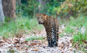 Leo in Bardiya park