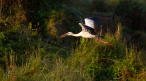 Bird Watching Chitwan