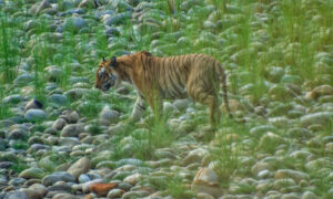 Bengal Tiger in chitwan