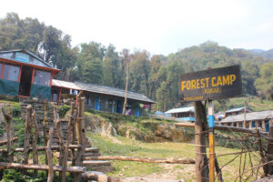 forest camp
