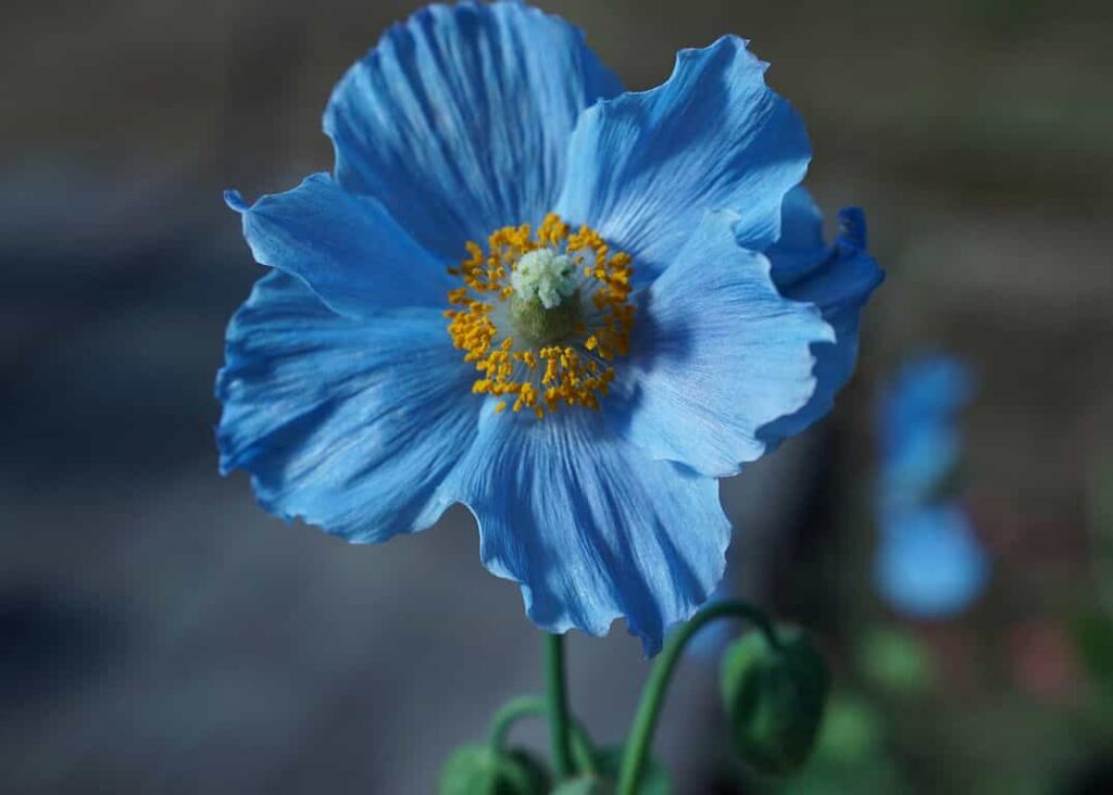 Blue Poppies Flower