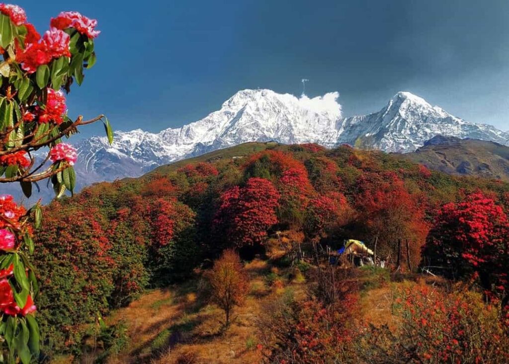 Flora and Fauna of Himalayas