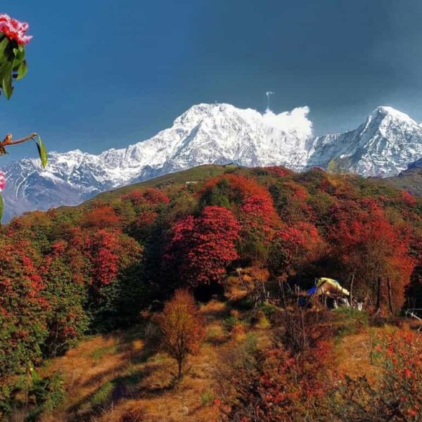 Flora and Fauna of Himalayas