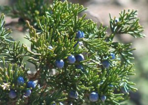 Juniper Trees