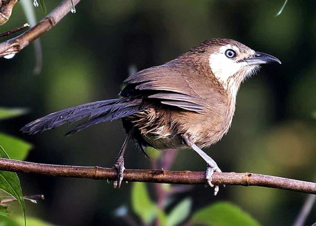 Banke National Park Bird Spiny Babbler