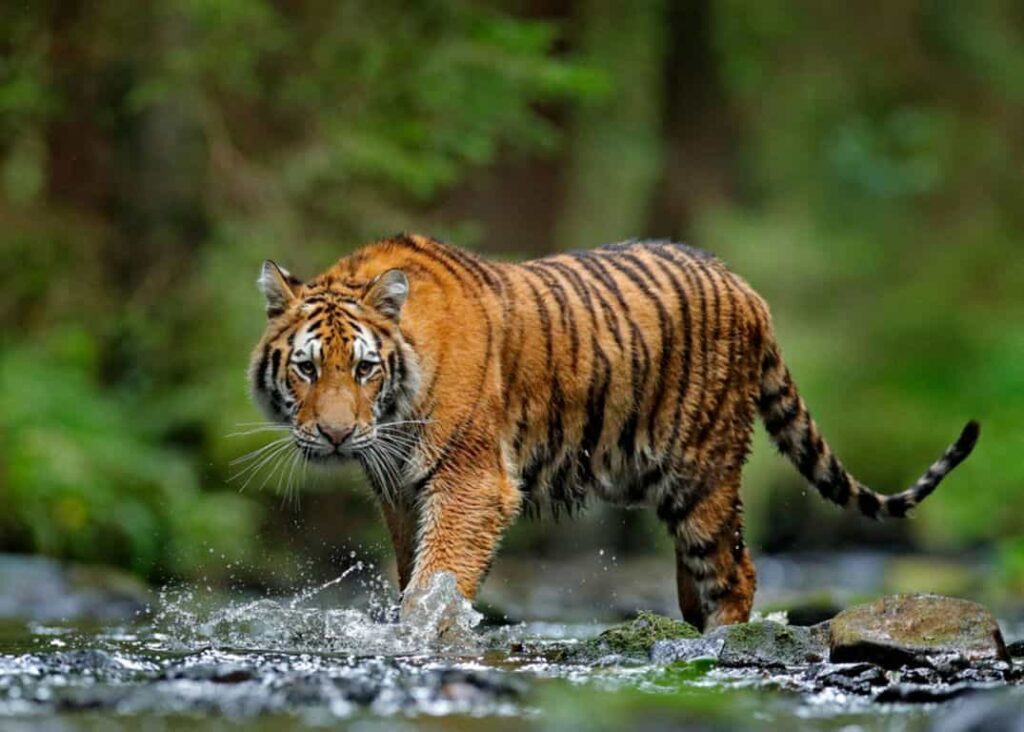 Banke National Park Tiger