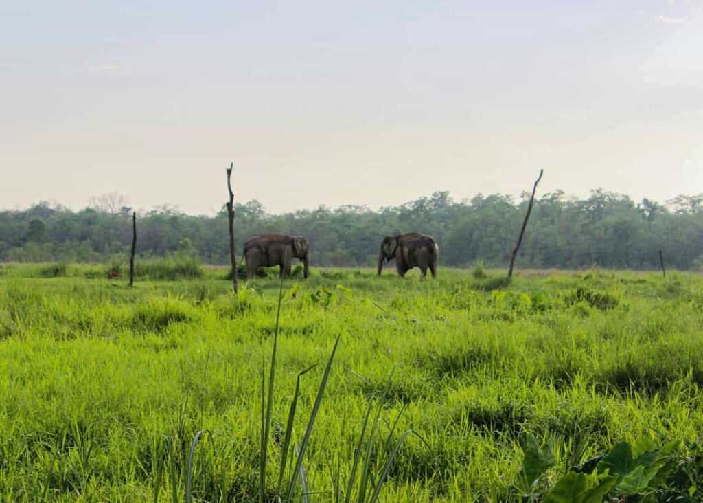 Parsa National Park Elephants