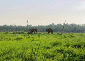 Parsa National Park Elephants