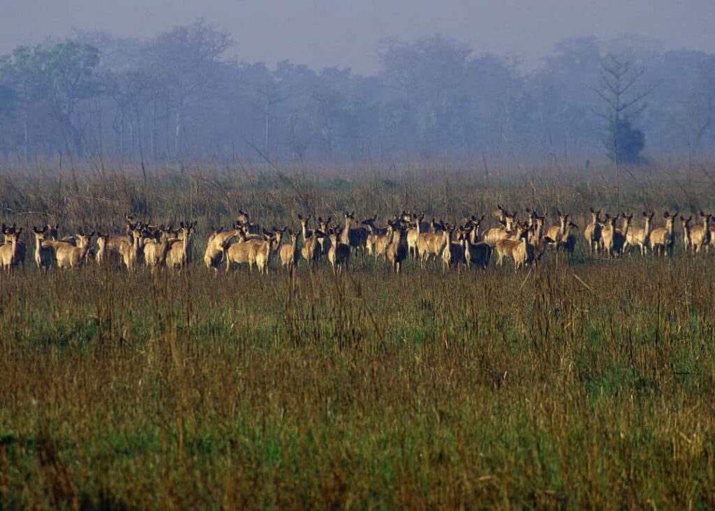Shuklaphanta National Park Deer Species