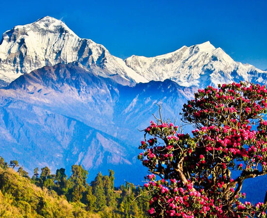 Ghorepani Trek