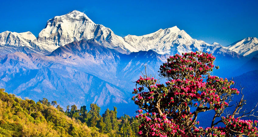Ghorepani, Poon Hill, Ghorepani Poon Hill Trek, Popular Treks Nepal