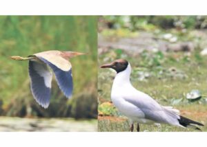 birds in khaste lake