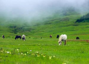 Dhorpatan Hunting Reserve