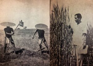Tharu People Agriculture